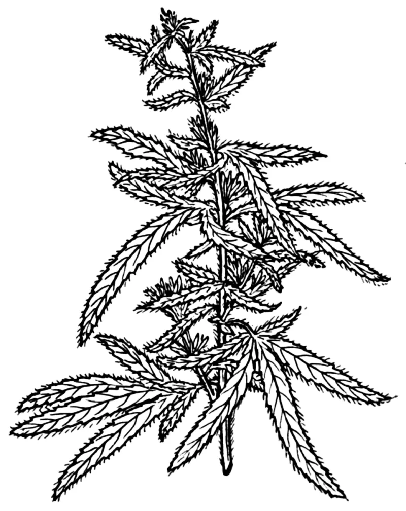 Full-Spectrum vs. Isolate: The Science Behind Why Your Hemp Oil's Ingredients List Actually Matters