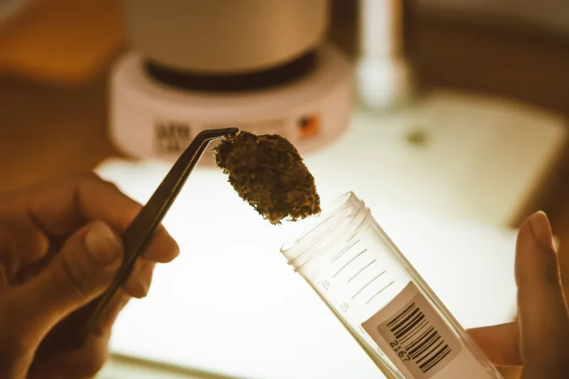 Same Brand, Different Batch: Why Your Hemp Oil Isn't Always the Same Product Twice
